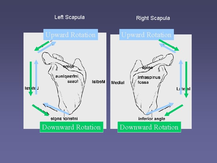 Left Scapula Upward Rotation Downward Rotation Right Scapula Upward Rotation Downward Rotation 