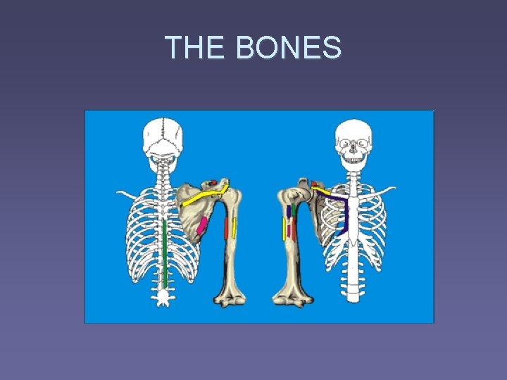 THE BONES 