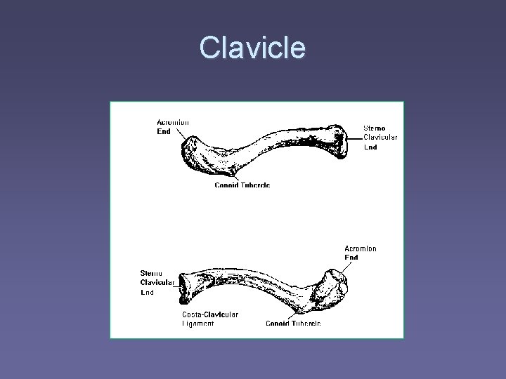 Clavicle 