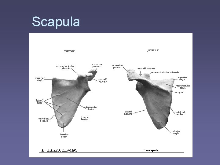 Scapula 