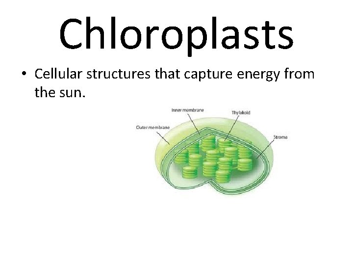 Chloroplasts • Cellular structures that capture energy from the sun. 