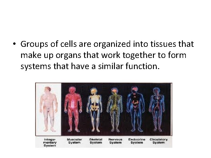  • Groups of cells are organized into tissues that make up organs that