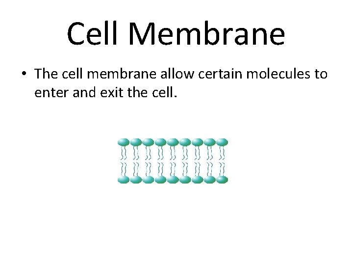 Cell Membrane • The cell membrane allow certain molecules to enter and exit the