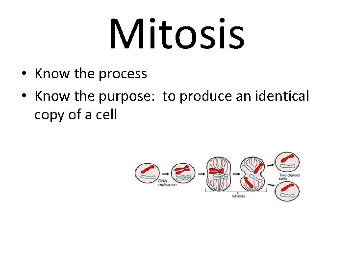 Mitosis • Know the process • Know the purpose: to produce an identical copy