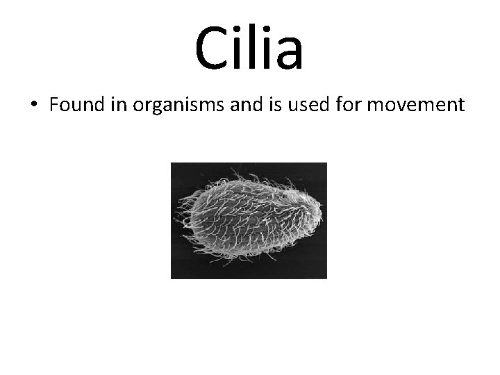 Cilia • Found in organisms and is used for movement 