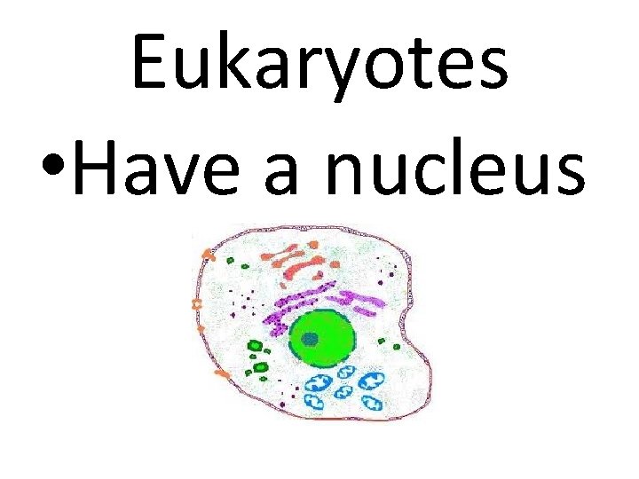 Eukaryotes • Have a nucleus 