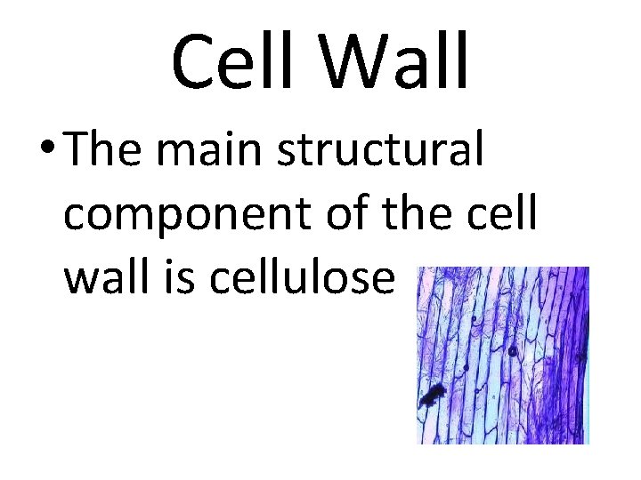 Cell Wall • The main structural component of the cell wall is cellulose 