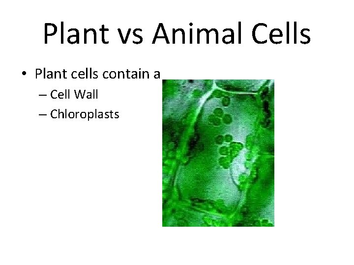 Plant vs Animal Cells • Plant cells contain a – Cell Wall – Chloroplasts