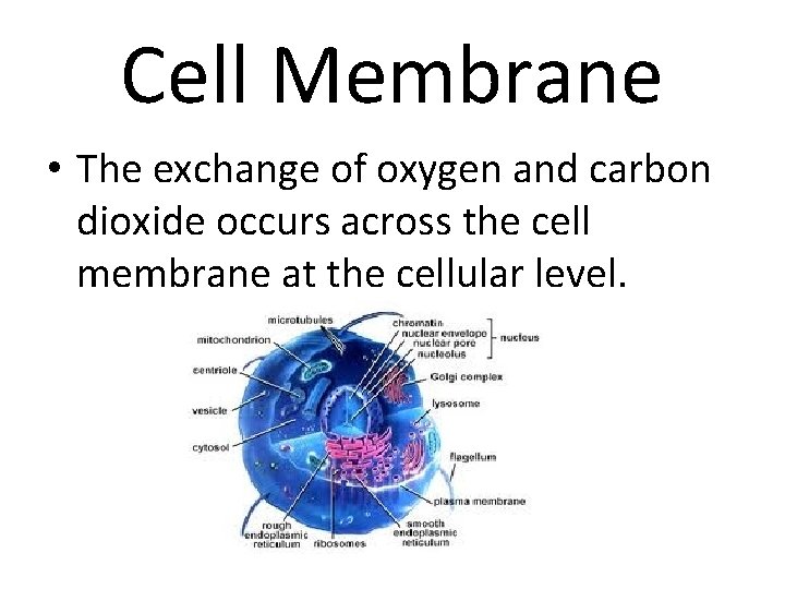 Cell Membrane • The exchange of oxygen and carbon dioxide occurs across the cell
