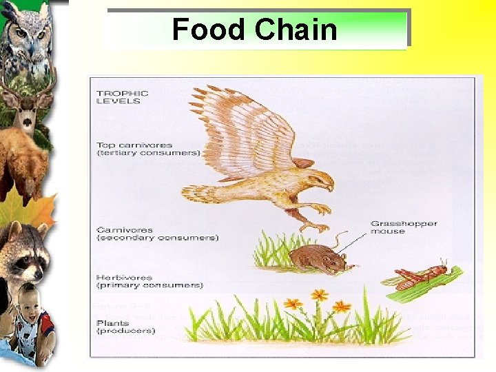 Food Chain 