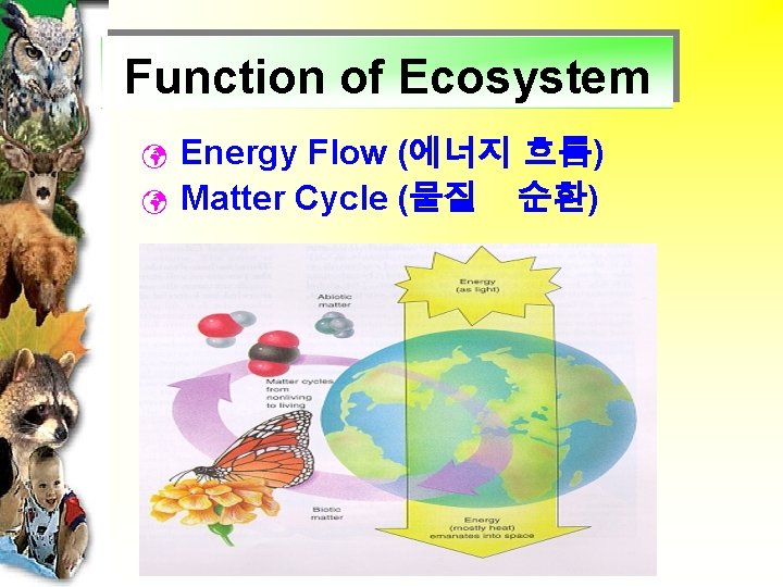Function of Ecosystem ü ü Energy Flow (에너지 흐름) Matter Cycle (물질 순환) 