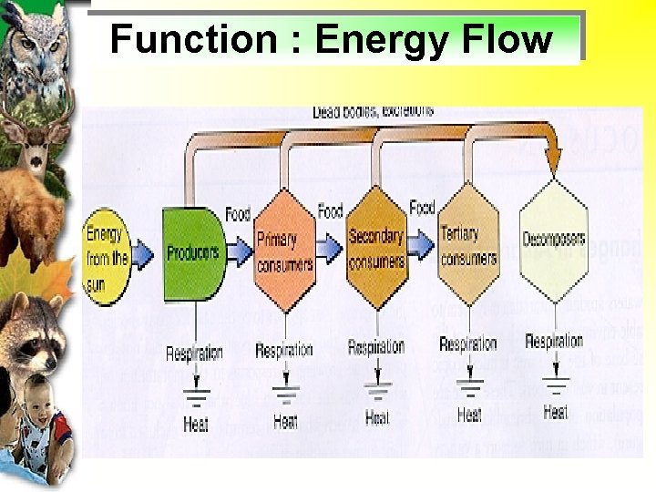 Function : Energy Flow 