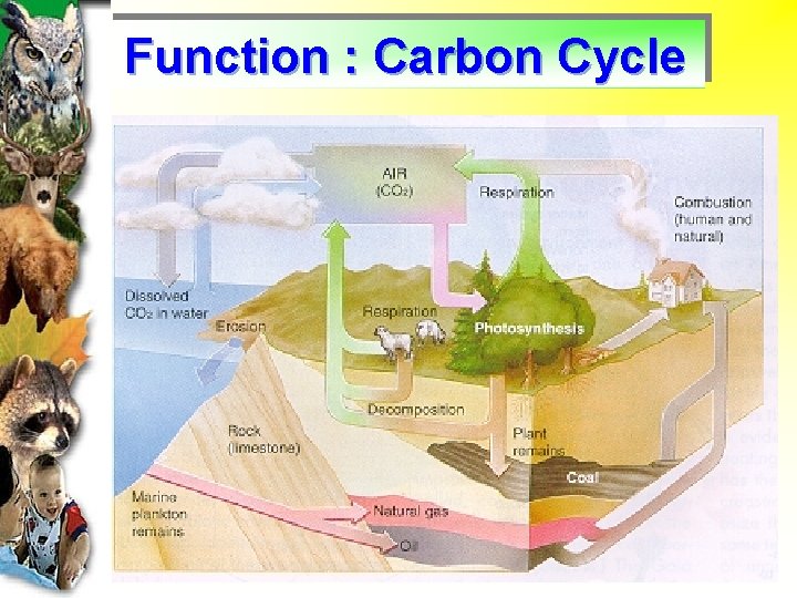Function : Carbon Cycle 