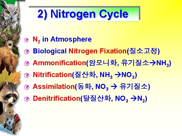 2) Nitrogen Cycle ü N 2 in Atmosphere ü Biological Nitrogen Fixation(질소고정) ü Ammonification(암모니화,