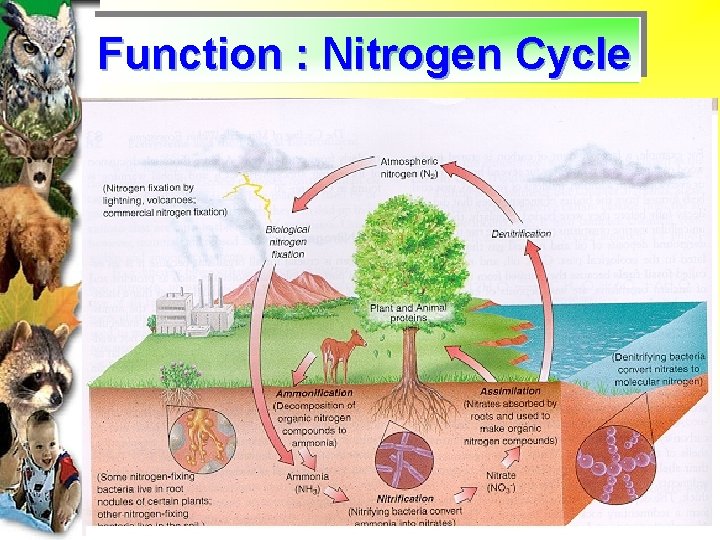 Function : Nitrogen Cycle 