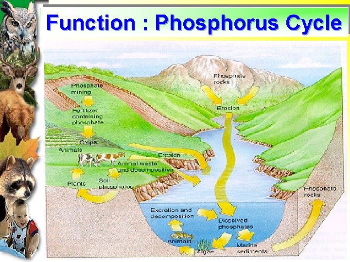 Function : Phosphorus Cycle 