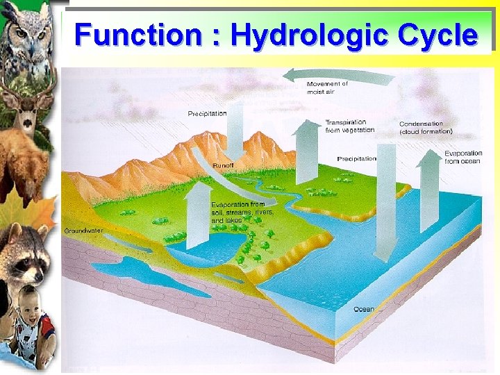 Function : Hydrologic Cycle 