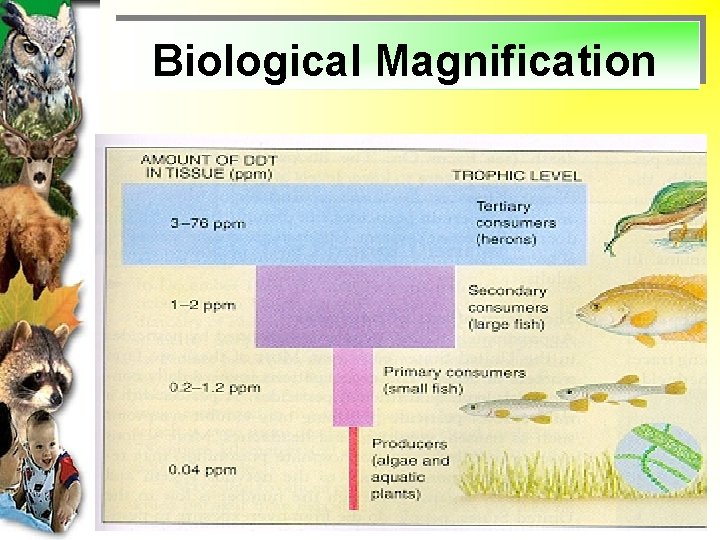 Biological Magnification 