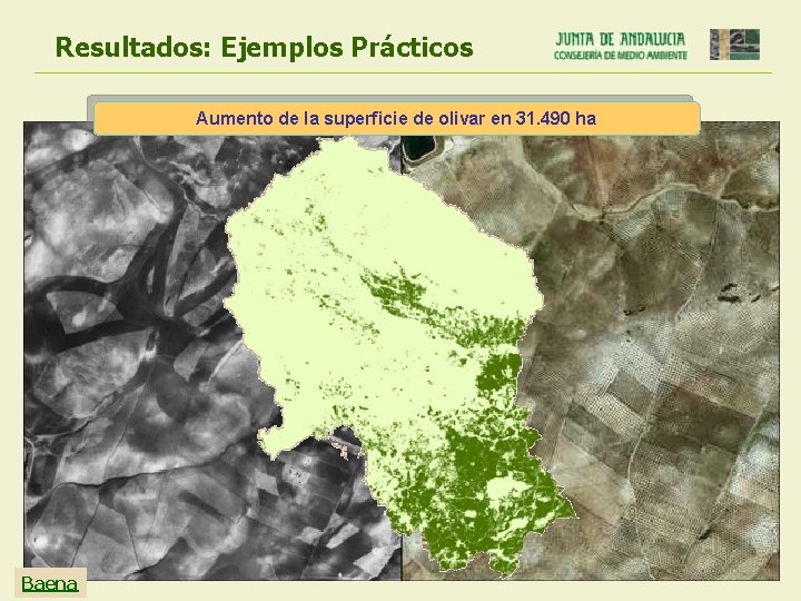 Resultados: Ejemplos Prácticos Aumento de la superficie de olivar en 31. 490 ha Baena