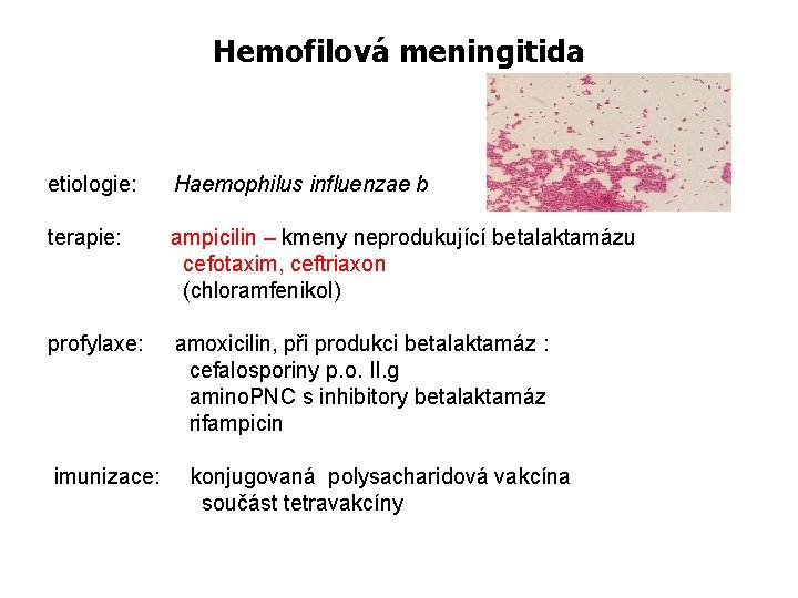 Hemofilová meningitida etiologie: Haemophilus influenzae b terapie: ampicilin – kmeny neprodukující betalaktamázu cefotaxim, ceftriaxon