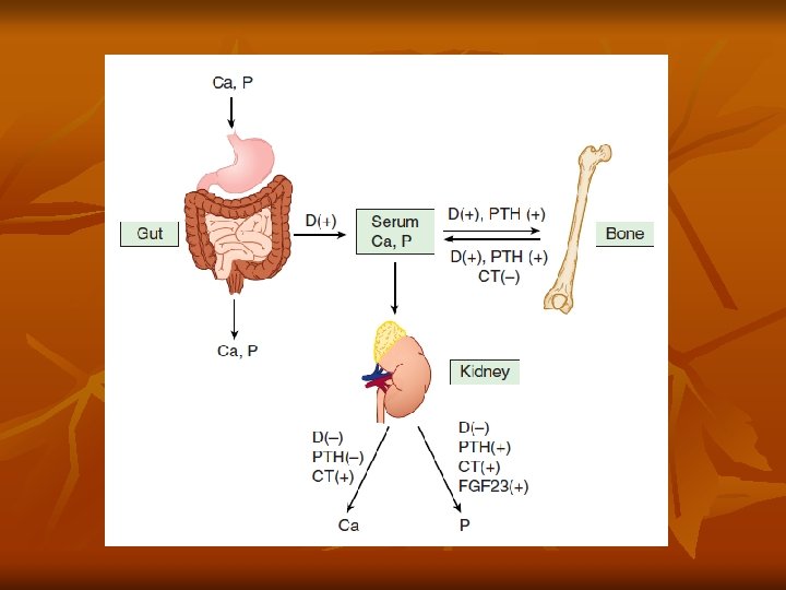 Agents that Affect Bone Mineral Homeostasis By Dr