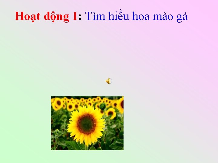 Hoạt động 1: Tìm hiểu hoa mào gà 