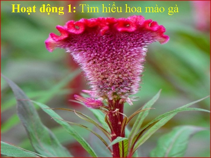 Hoạt động 1: Tìm hiểu hoa mào gà 