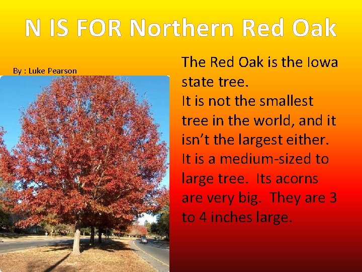 N IS FOR Northern Red Oak By : Luke Pearson The Red Oak is