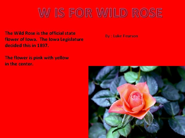 W IS FOR WILD ROSE The Wild Rose is the official state flower of