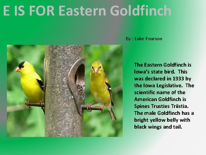 E IS FOR Eastern Goldfinch By : Luke Pearson The Eastern Goldfinch is Iowa’s