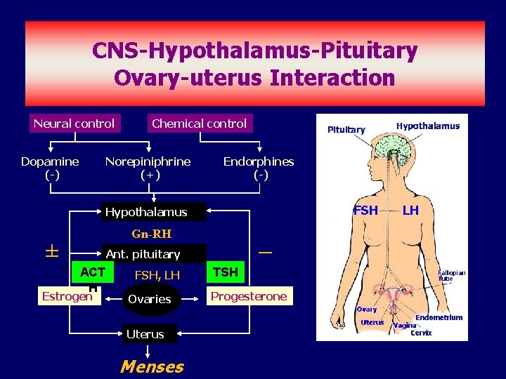 CNS-Hypothalamus-Pituitary Ovary-uterus Interaction Neural control Dopamine (-) Chemical control Norepiniphrine (+) Endorphines (-) Hypothalamus