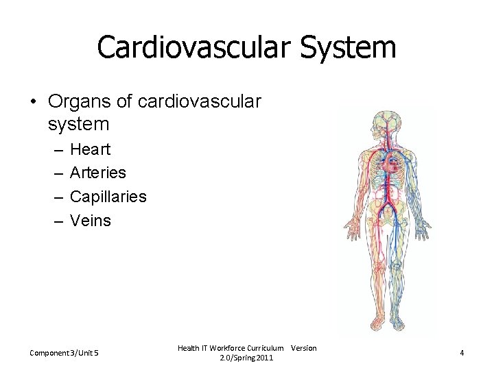 Cardiovascular System • Organs of cardiovascular system – – Heart Arteries Capillaries Veins Component