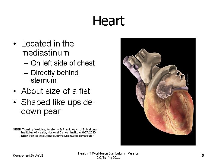 Heart • Located in the mediastinum – On left side of chest – Directly