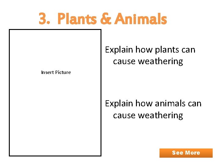 3. Plants & Animals Explain how plants can cause weathering Insert Picture Explain how