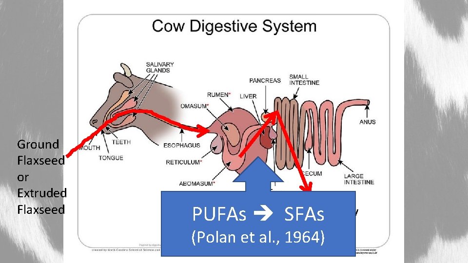 Ground Flaxseed or Extruded Flaxseed Mammary PUFAs SFAs Glands (Polan et al. , 1964)