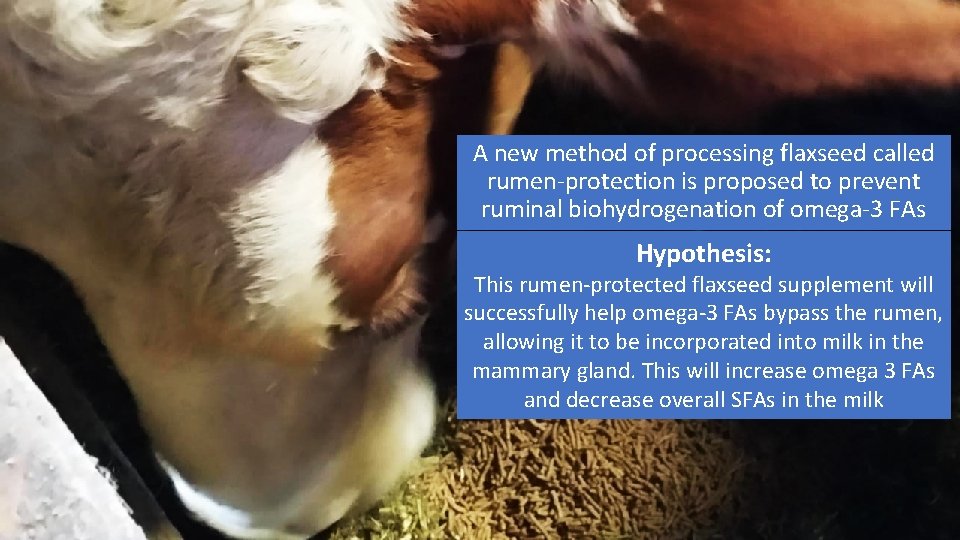 A new method of processing flaxseed called rumen-protection is proposed to prevent ruminal biohydrogenation