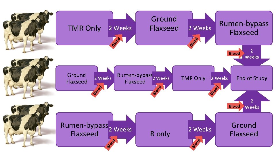 2 Weeks Rumen-bypass Flaxseed 2 Weeks Bl Bl oo oo d d TMR Only