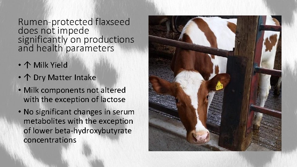 Rumen-protected flaxseed does not impede significantly on productions and health parameters • Milk Yield