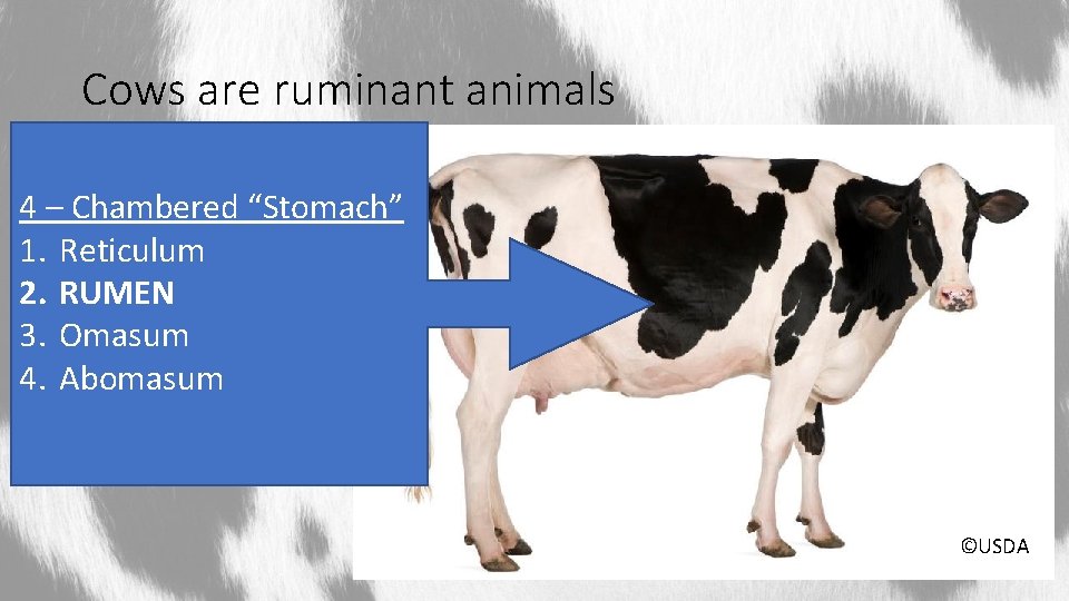 Cows are ruminant animals 4 – Chambered “Stomach” 1. Reticulum 2. RUMEN 3. Omasum