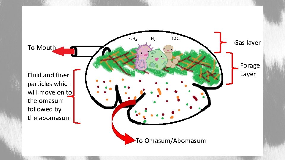 CH 4 H 2 CO 2 To Mouth Gas layer Forage Layer Fluid and