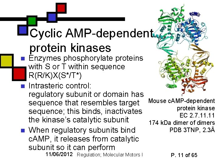 Cyclic AMP-dependent protein kinases n n n Enzymes phosphorylate proteins with S or T