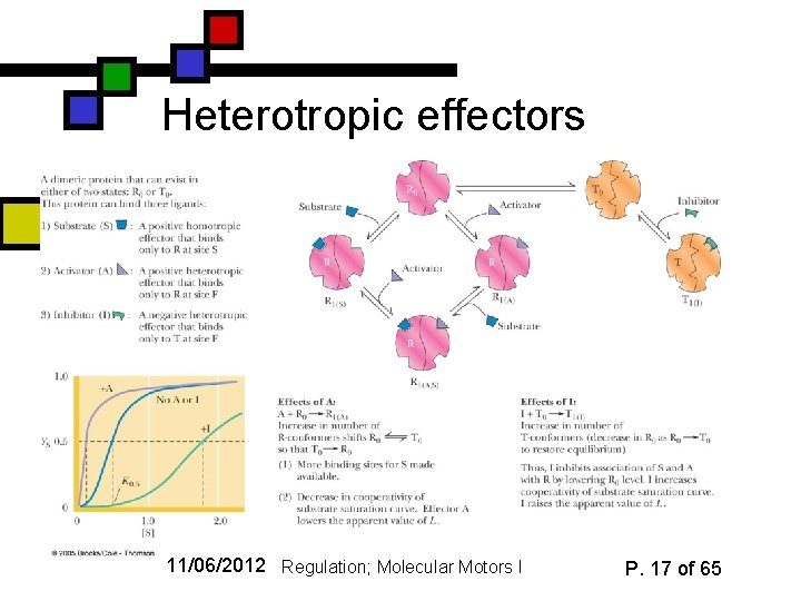 Heterotropic effectors 11/06/2012 Regulation; Molecular Motors I P. 17 of 65 