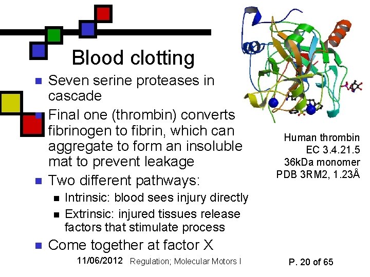 Blood clotting n n n Seven serine proteases in cascade Final one (thrombin) converts