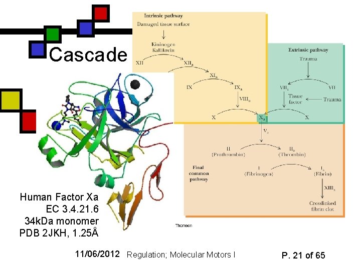 Cascade Human Factor Xa EC 3. 4. 21. 6 34 k. Da monomer PDB