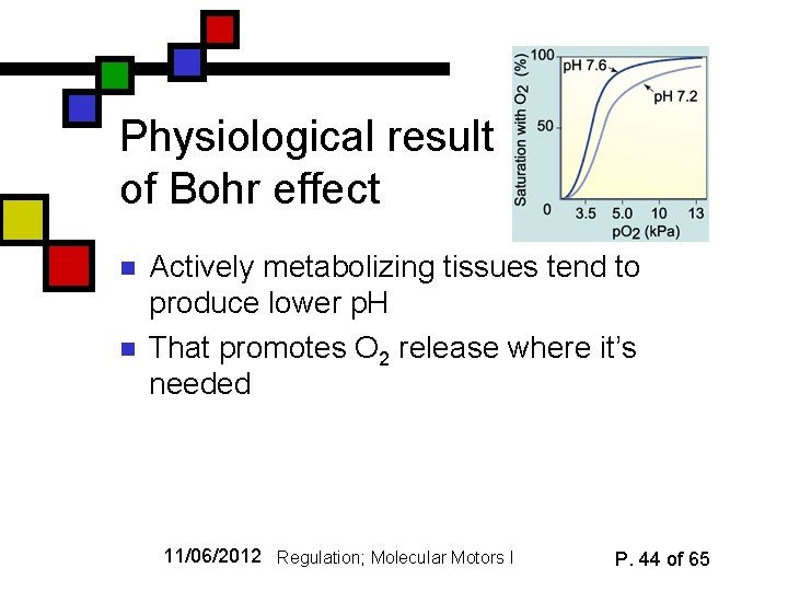 Physiological result of Bohr effect n n Actively metabolizing tissues tend to produce lower