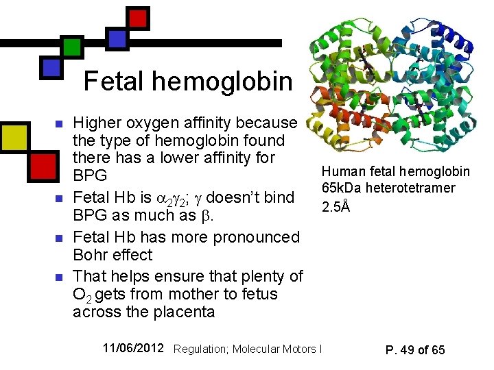Fetal hemoglobin n n Higher oxygen affinity because the type of hemoglobin found there