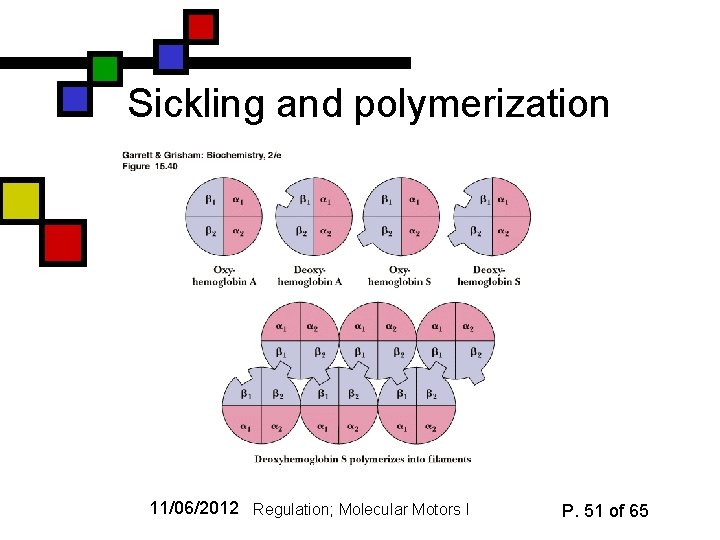 Sickling and polymerization 11/06/2012 Regulation; Molecular Motors I P. 51 of 65 