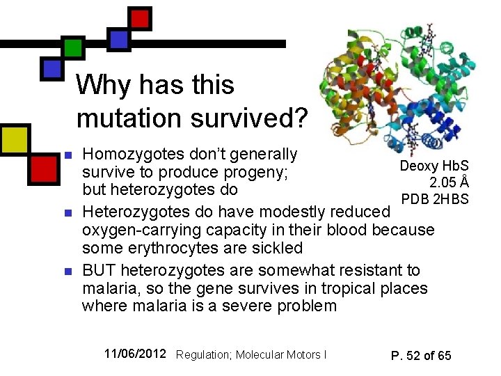 Why has this mutation survived? n n n Homozygotes don’t generally Deoxy Hb. S