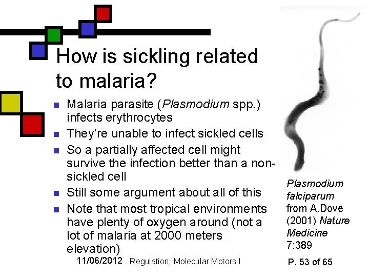 How is sickling related to malaria? n n n Malaria parasite (Plasmodium spp. )