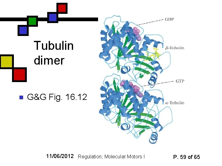 Tubulin dimer n G&G Fig. 16. 12 11/06/2012 Regulation; Molecular Motors I P. 59